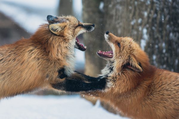 conflictos entre socios